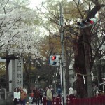 大國魂神社桜?