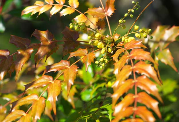 ヒイラギナンテン