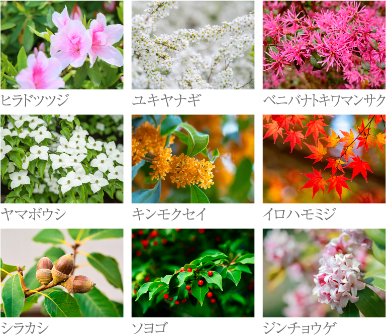 all image photo
