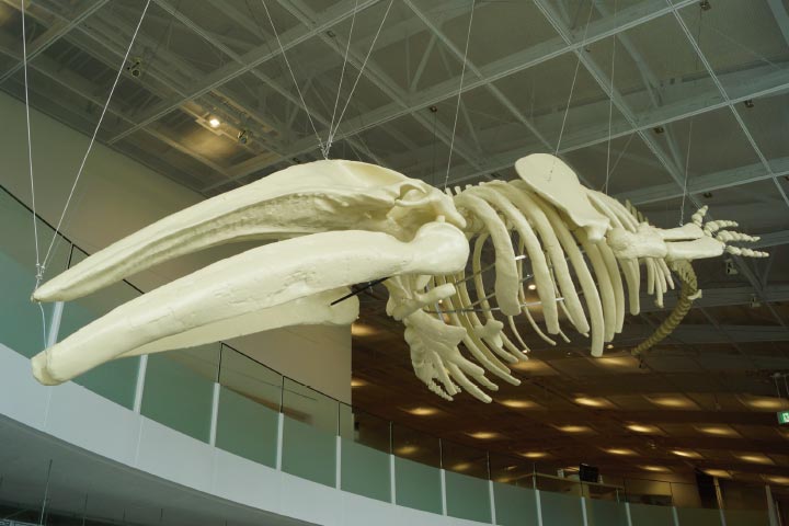 提供写真