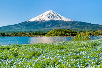 河口湖 富士山と花畑