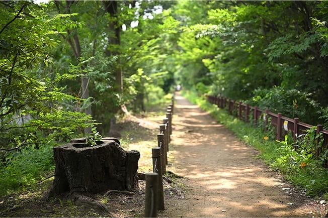 玉川上水遊歩道