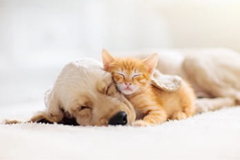 寄り添って眠る犬と猫（イメージ）